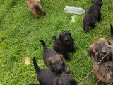 Chiots Bouvier des Flandres à vendre
