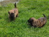 Chiots Bouvier des Flandres à vendre