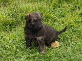 Chiots Bouvier des Flandres à vendre