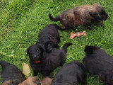 Chiots Bouvier des Flandres à vendre