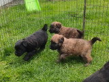 Chiots Bouvier des Flandres à vendre