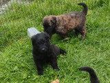 Chiots Bouvier des Flandres à vendre