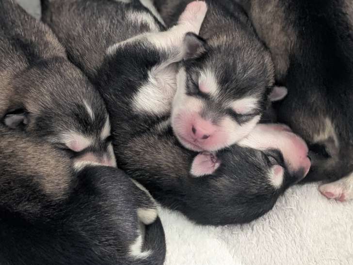 Chiots Malamute LOF à vendre