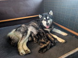 Chiots Malamute LOF à vendre