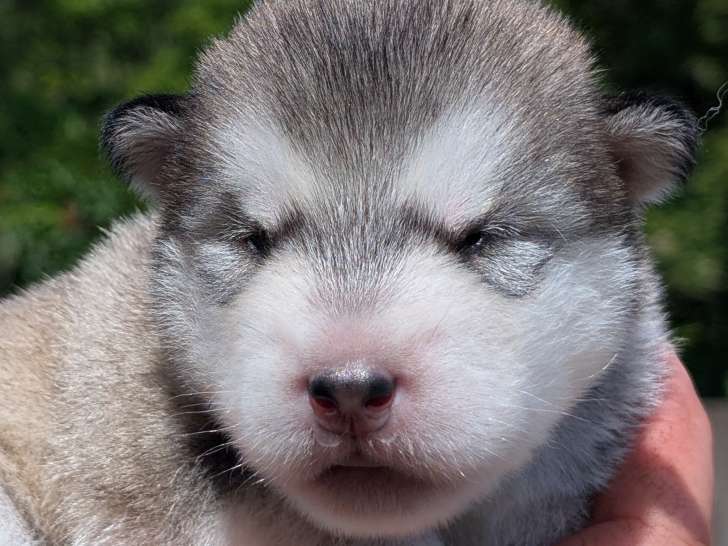 Chiots Malamute LOF à vendre