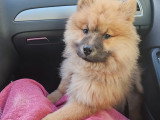 Chiots Eurasier LOF à vendre