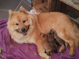 Chiots Eurasier LOF à vendre