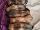 Chiots Eurasier LOF à vendre