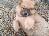 Chiots Eurasier LOF