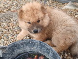 Chiots Eurasier LOF