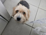 Adorable chienne à donner