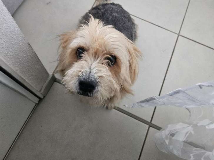 Adorable chienne à donner
