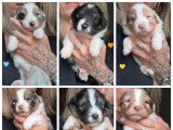 Chiots Bergers Australiens LOF à vendre