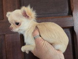 Chiot femelle Chihuahua non LOF chocolat dilué poils longs de décembre 2025 à vendre