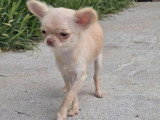 Chiot femelle Chihuahua non LOF chocolat dilué poils longs de décembre 2025 à vendre