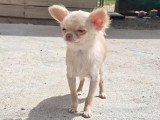 Chiot femelle Chihuahua non LOF chocolat dilué poils longs de décembre 2025 à vendre