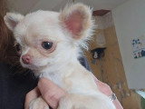 Chiot femelle Chihuahua non LOF chocolat dilué poils longs de décembre 2025 à vendre