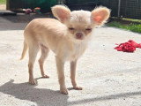 Chiot femelle Chihuahua non LOF chocolat dilué poils longs de décembre 2025 à vendre
