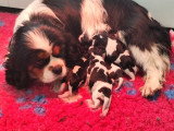 7 chiots Cavalier King Charles LOF d'avril 2026 à réserver