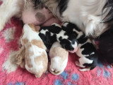 7 chiots Cavalier King Charles LOF d'avril 2026 à réserver