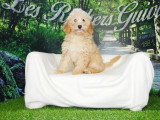Chiot femelle Caniche Nain abricot à vendre non LOF