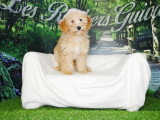 Chiot femelle Caniche Nain abricot à vendre non LOF