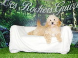Chiot femelle Caniche Nain abricot à vendre non LOF