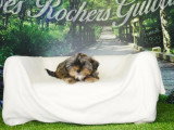 Chiot femelle Shorkie fauve à vendre non LOF 2026