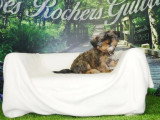 Chiot femelle Shorkie fauve à vendre non LOF 2026