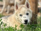 Chiot Husky de Sibérie mâle à vendre inscrit au LOF