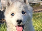 Chiot Husky de Sibérie mâle à vendre inscrit au LOF