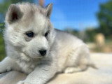 Chiot Husky de Sibérie mâle à vendre inscrit au LOF