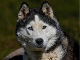 Chiot Husky de Sibérie mâle à vendre inscrit au LOF