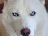 Chiot Husky de Sibérie mâle à vendre inscrit au LOF