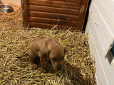 Chiot Rhodesian Ridgeback à vendre