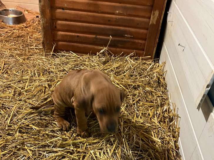 Chiot Rhodesian Ridgeback à vendre