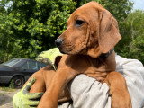 Chiot Rhodesian Ridgeback à vendre