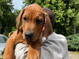 Chiot Rhodesian Ridgeback à vendre