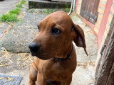 Chiot Rhodesian Ridgeback à vendre