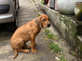 Chiot Rhodesian Ridgeback à vendre