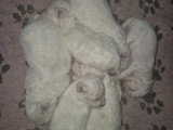 Chiots Bichon Frisé LOF à vendre