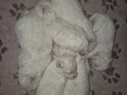 Chiots Bichon Frisé LOF à vendre