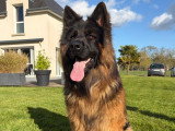 Mâle Berger Allemand LOF disponible pour saillie