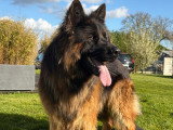 Mâle Berger Allemand LOF disponible pour saillie