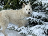 Mâle Berger Blanc Suisse disponible pour saillie