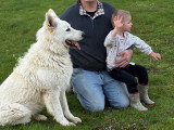 Mâle Berger Blanc Suisse disponible pour saillie
