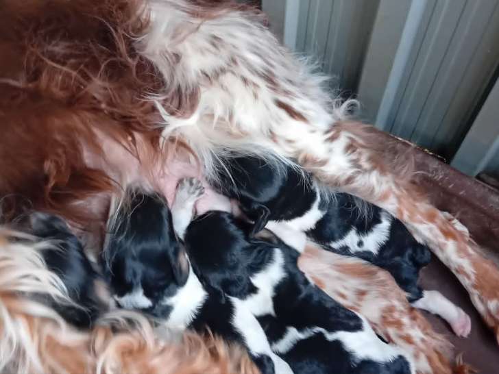 chiots tricolores