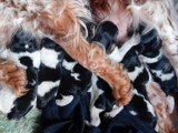 chiots