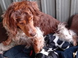 chiots 3 avec la mère