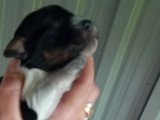 chiot